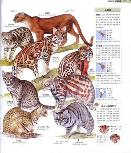 动物百科读书报告怎么写_动物百科读书报告范文