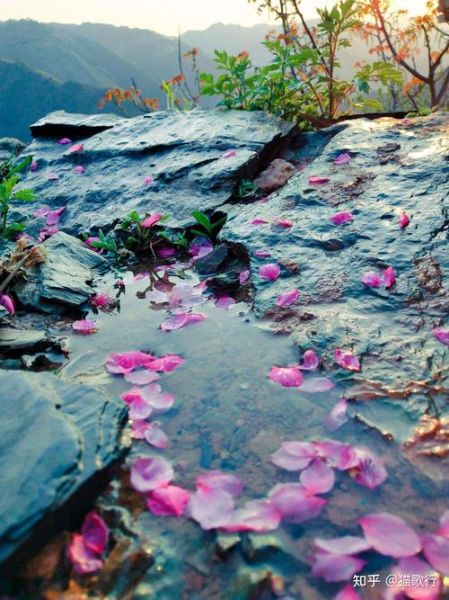 落花表达了什么情感_如何理解落花的意境