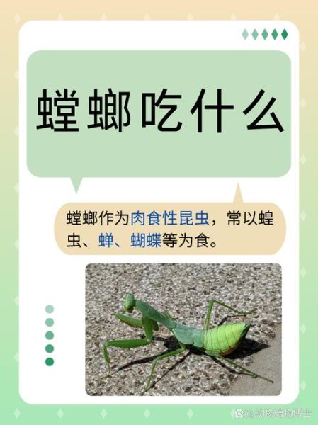 昆虫吃什么_昆虫如何繁殖