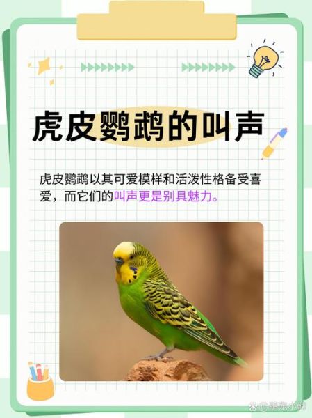 鹦鹉会哭吗_鹦鹉表达情感的方式