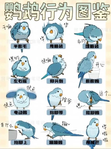 鹦鹉会哭吗_鹦鹉表达情感的方式