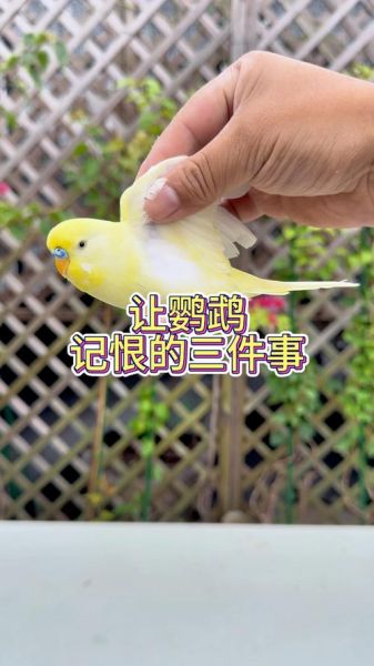 鹦鹉会哭吗_鹦鹉表达情感的方式