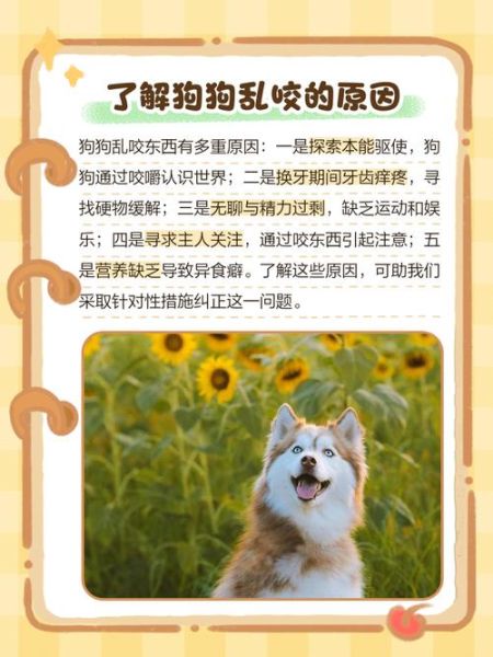 狗狗为什么突然乱咬东西_如何纠正狗狗咬人行为