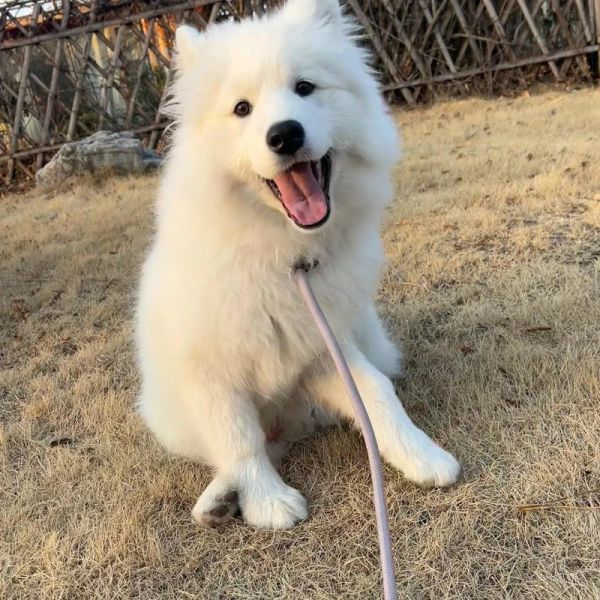 萨摩耶开心时有什么表现_萨摩耶摇尾巴代表什么