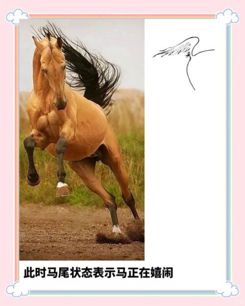 马为什么能表达情感_马的情感表达方式有哪些