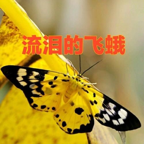 流泪飞蛾情感表达_为什么飞蛾会流泪