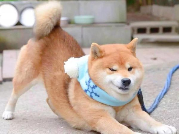 小狗为什么总是摇尾巴_小狗表达情绪的方式有哪些