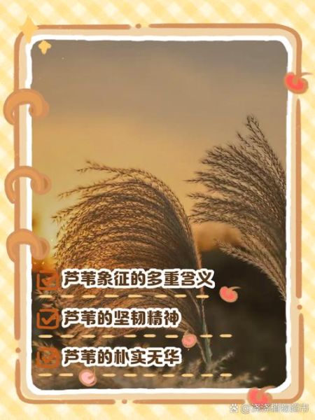 芦苇象征什么情感_如何理解芦苇的孤独