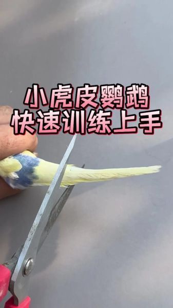 鹦鹉怎么训练说话_鹦鹉说话训练技巧