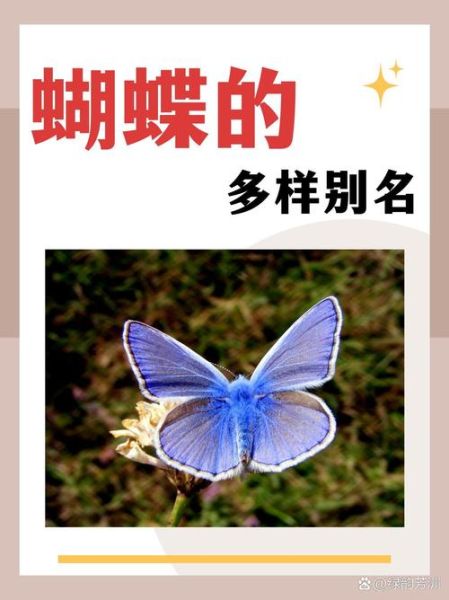 蝴蝶象征什么情感_蝴蝶在爱情里的寓意