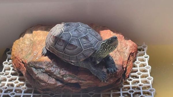 乌龟会表达情感吗_如何识别乌龟的情绪信号