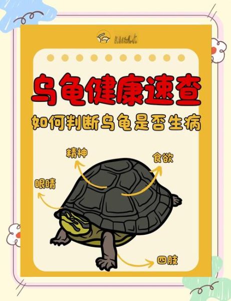 乌龟会表达情感吗_如何识别乌龟的情绪信号