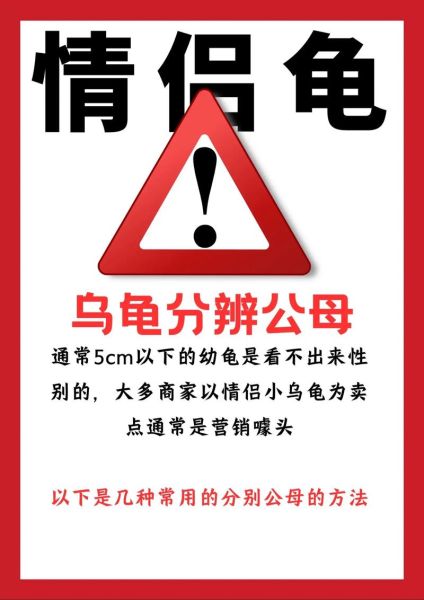 乌龟会表达情感吗_如何识别乌龟的情绪信号