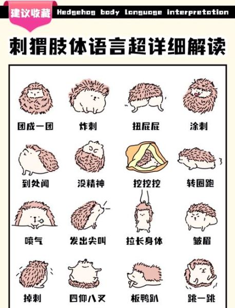 刺猬表达什么情感_如何理解刺猬的隐喻