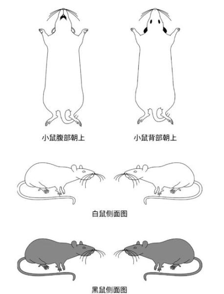 小鼠动作表达情感_如何识别