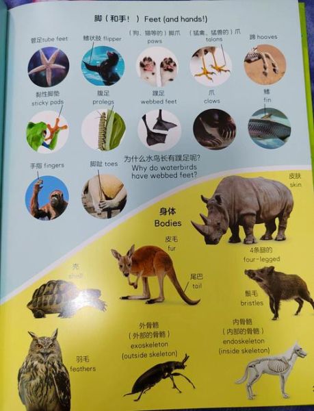 什么是dk百科双语词汇_如何高效使用dk百科双语词汇