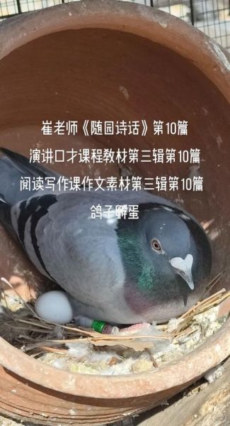 鸽子咕咕叫代表什么_如何安抚受惊的鸽子