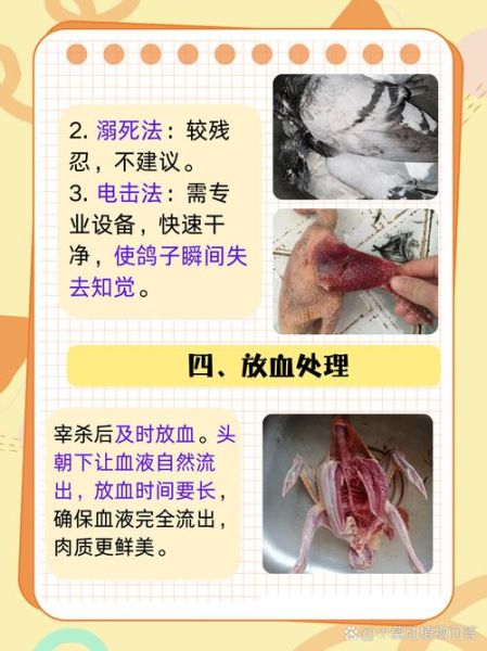 鸽子咕咕叫代表什么_如何安抚受惊的鸽子