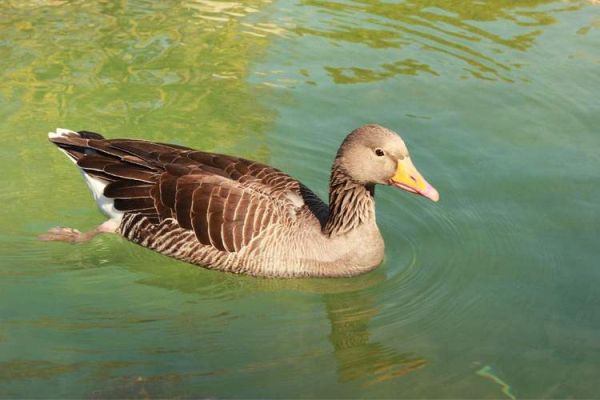 鸭子为什么总是叫_鸭子叫声代表什么情感