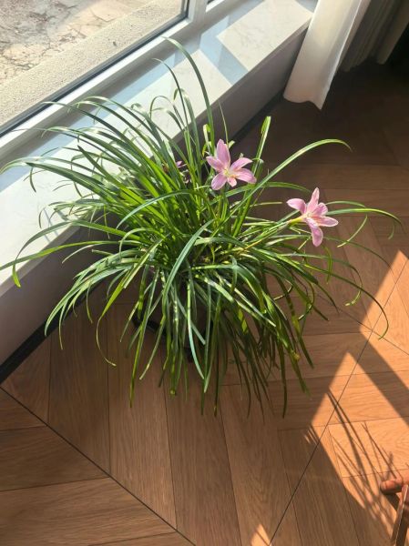 养花治愈心情的方法_为什么养花让人快乐