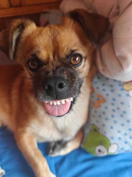 土狗为什么突然不理人_土狗情绪低落怎么办