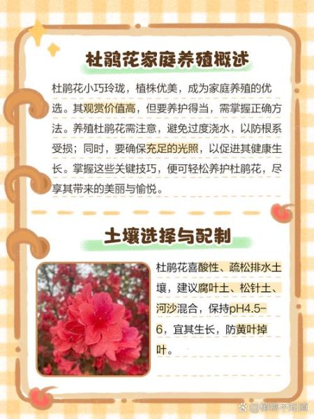 为什么养花能治愈情绪_养花如何表达情感