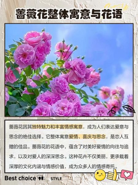 蔷薇花语是什么_蔷薇代表什么情感