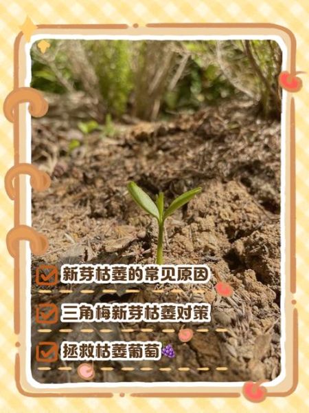 枯叶新芽象征什么情感_如何表达重生