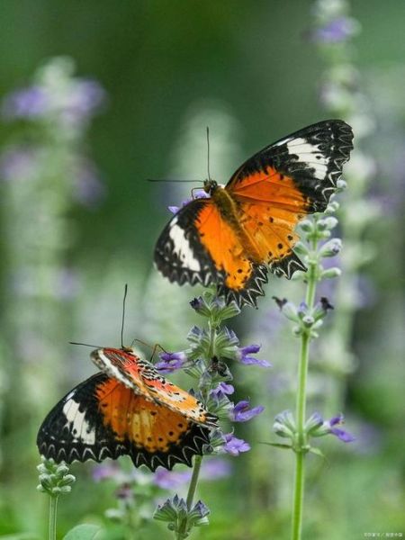 彩蝶情感表达_彩蝶代表什么情感