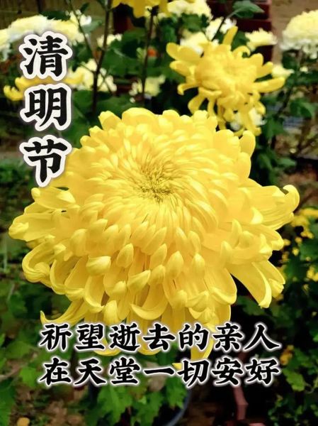 清明节如何寄托哀思_清明节为什么让人泪目