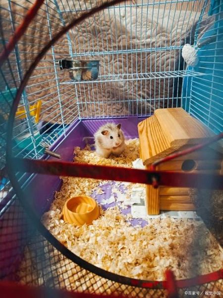 仓鼠为什么爱咬笼子_怎么让它安静下来
