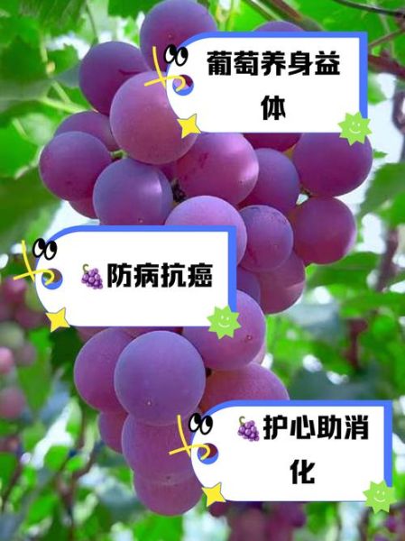 葡萄代表什么情感_葡萄象征爱情吗