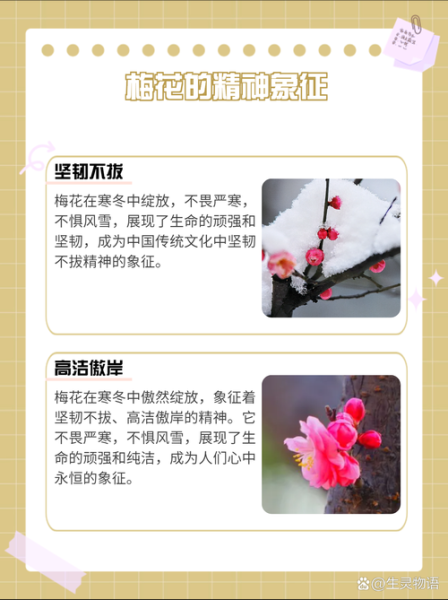 梅花代表什么情感_梅花象征什么精神