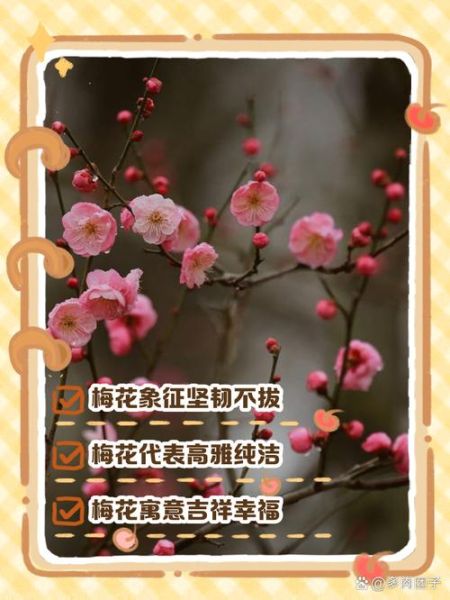 梅花代表什么情感_梅花象征什么精神