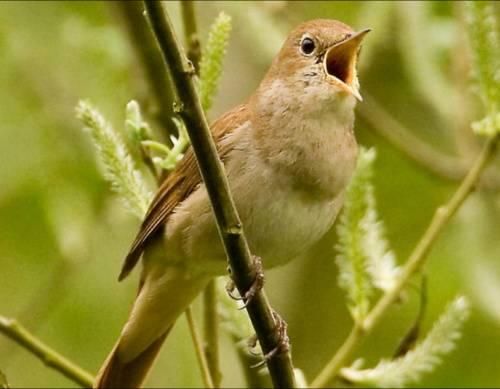夜莺为什么叫_夜莺的叫声代表什么情感