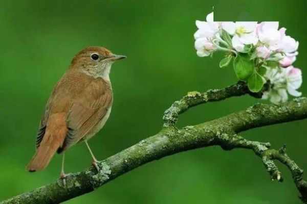 夜莺为什么叫_夜莺的叫声代表什么情感