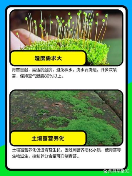 青苔怎么表达情感_青苔情感象征意义