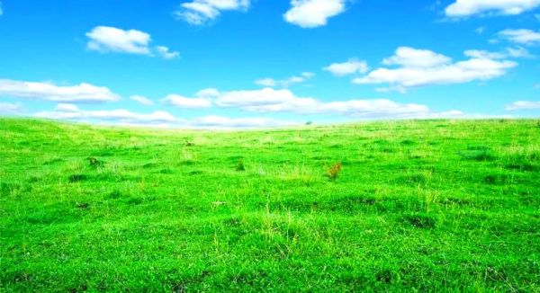 春草象征什么情感_春草表达什么情感