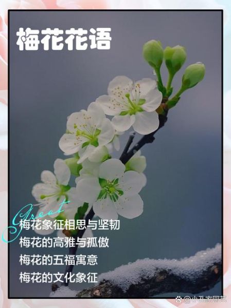 梅花象征什么情感_梅花表达思念吗