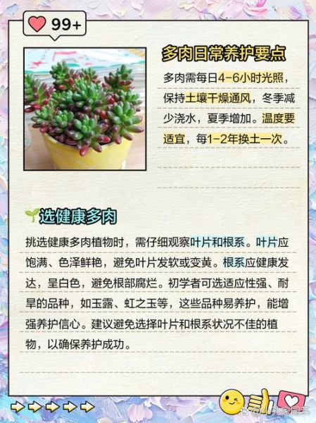 多肉植物怎么养_新手入门指南
