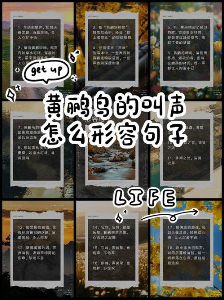 小鸟为什么突然叫个不停_如何安抚小鸟情绪