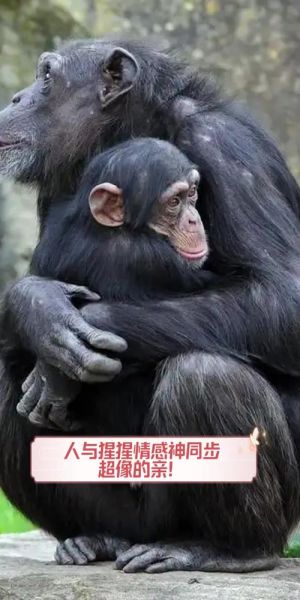 猩猩如何表达情感_猩猩情感表达方式有哪些