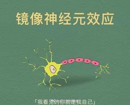 镜像神经元如何影响行为_镜像心理学是什么