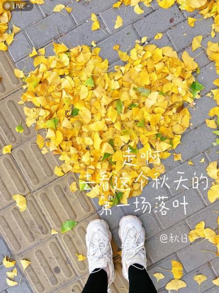 落叶为什么代表离别_落叶象征什么情感