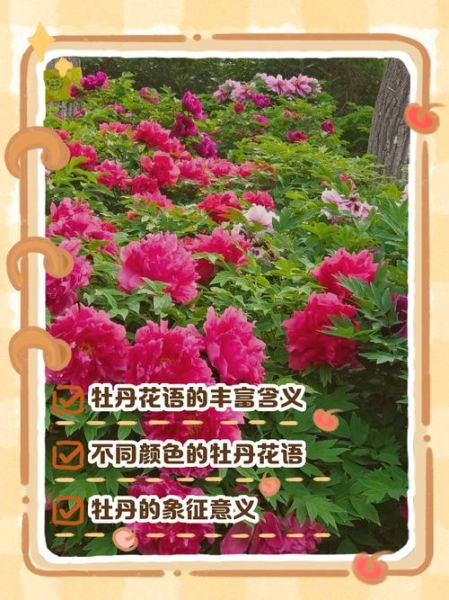 牡丹花语是什么_牡丹适合种在哪里