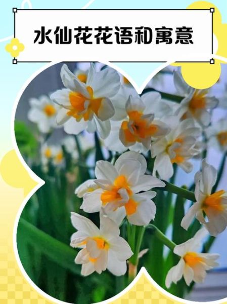 水仙花语是什么_水仙代表什么情感