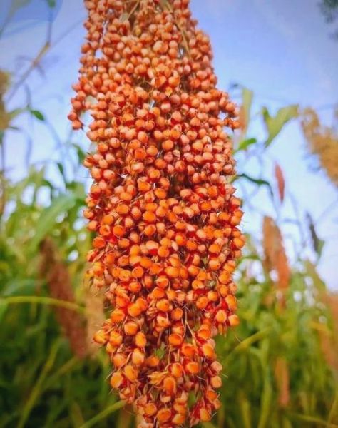 红高粱情感表达_如何理解红高粱中的爱恨情仇