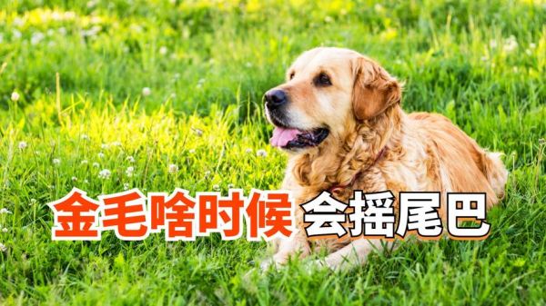 狗狗摇尾巴是开心吗_狗狗情感表达有哪些