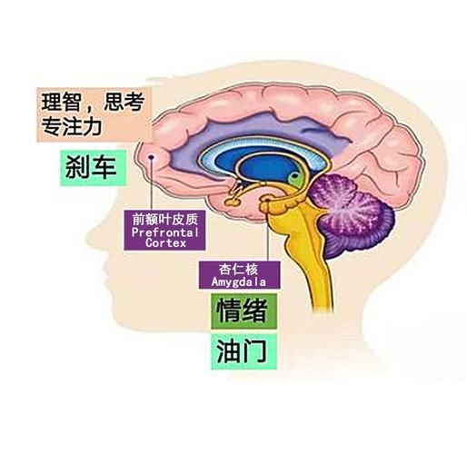 冥想心理学是什么_冥想如何改变大脑
