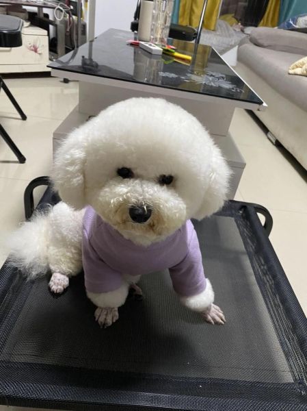 比熊表达情感的方式_比熊为什么总舔主人